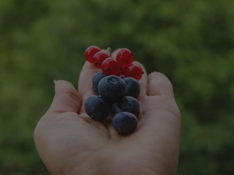 Momentum Nutrition Plan (3 Months) 